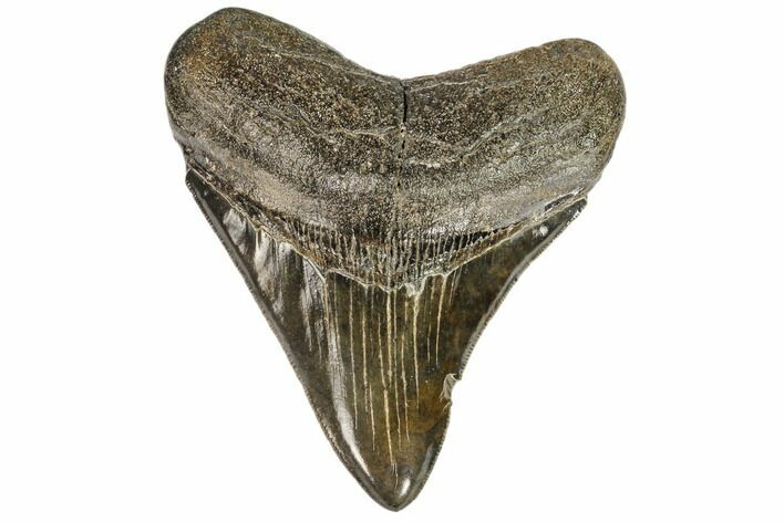 Serrated, Fossil Megalodon Tooth - Beautiful Tooth #107279